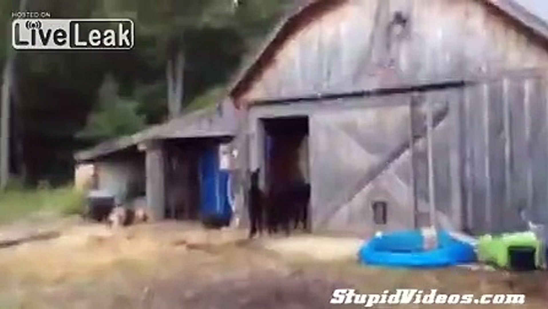 ⁣Clydesdale Breaks Into A Barn