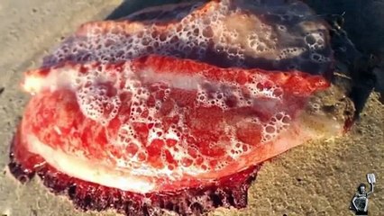Mysterious unidentified red blob washes up on the beach