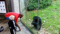 Chimp dancing with 2 year old and dad
