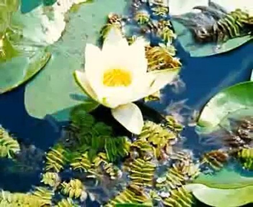 Danube Delta