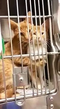 2 chats se font un gros câlin!!!! Trop mignon