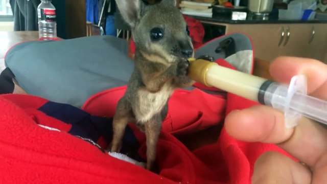 Nourrir un bébé Wallaby : le truc le plus cool du monde!
