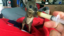 Tiny Wallaby feeding is so cute!