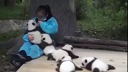 Panda cuddler- the world’s best job!
