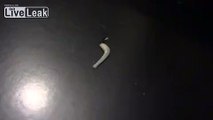 Look what I just pulled out of my cat's ass , then burned (hint: I think It's a worm)