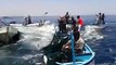Fish in Gaza sea jumping into fishermen boats during ceasefire