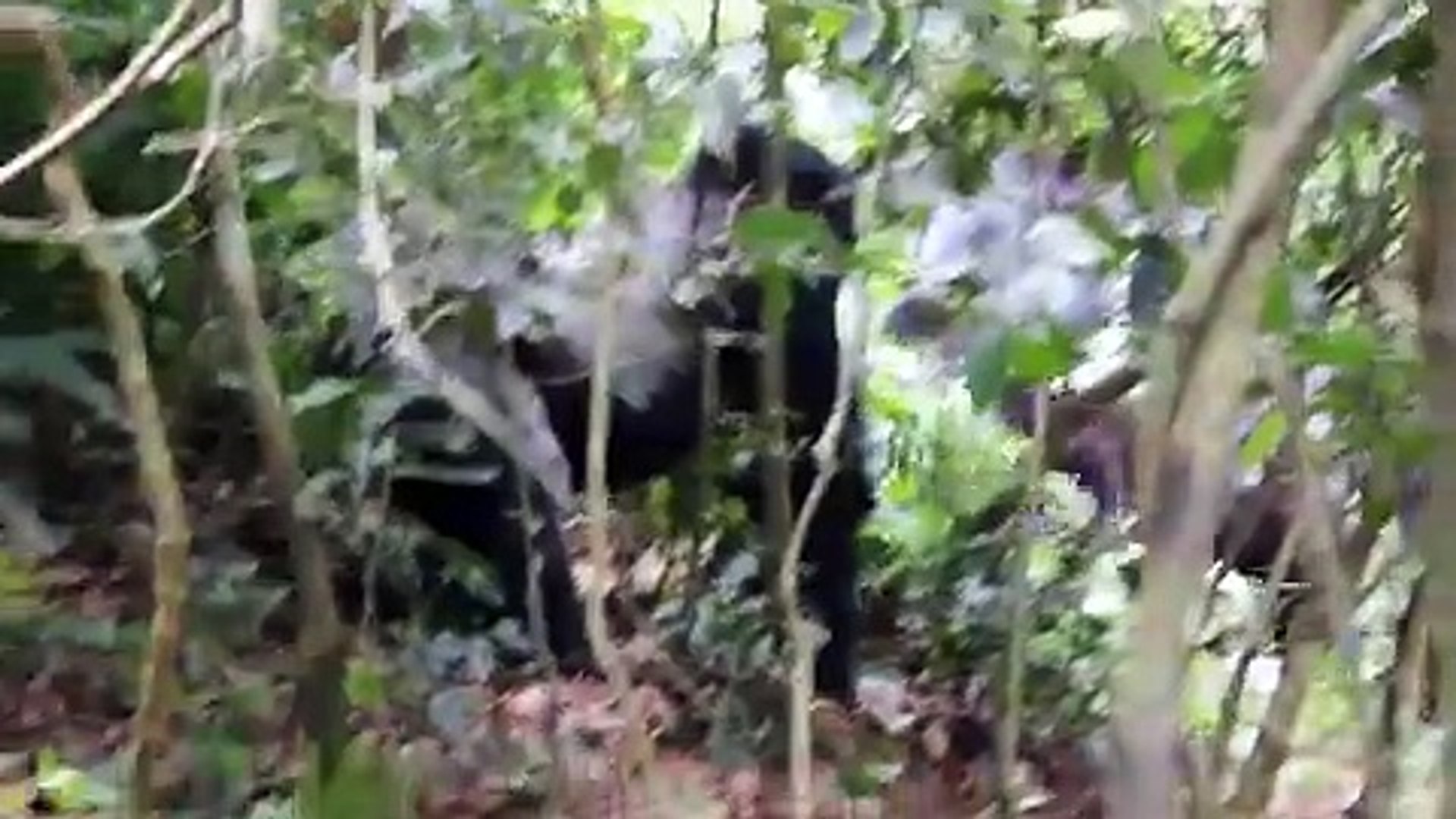 ⁣Fiesty Gorillas Battle in Ugandan Jungle