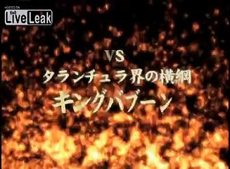King Baboon Tarantula VS Asian Giant Hornet