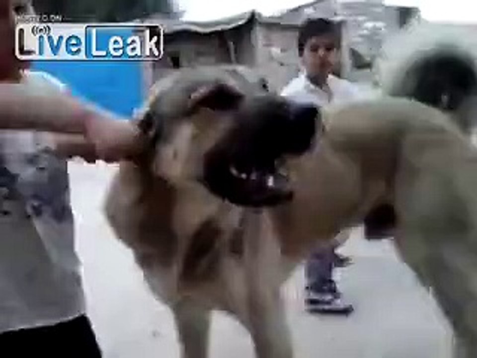 """ turkish KANGAL vs child """