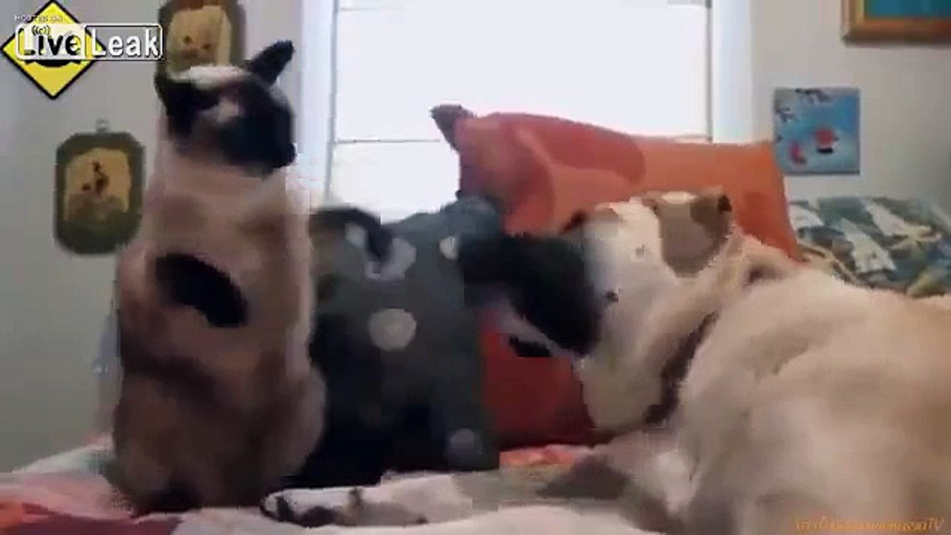 Funny Cat Versus Dog