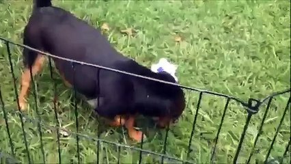 Video-of-adoptable-pet-named-Abby-Noel~B-Love