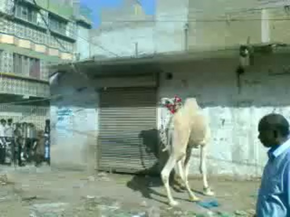 camel run before qurbani