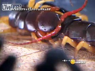 Thailand Black Tarantula VS Vietnam Giant Centipede
