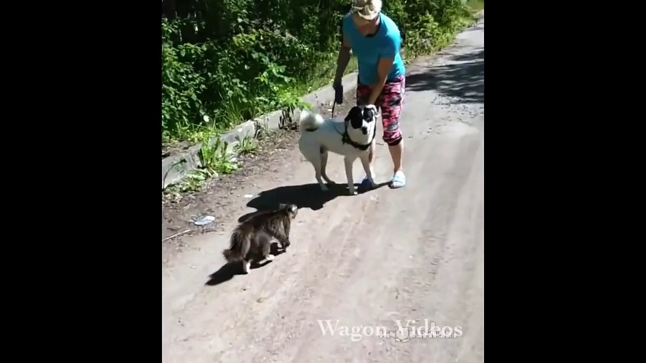 Funny Videos 2015 Funny Pranks Prank Fails Vines Funny Cats