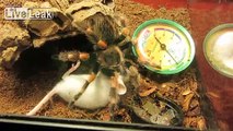 **# MEXICAN REDKNEE SPIDER VS WHITE MOUSE #**