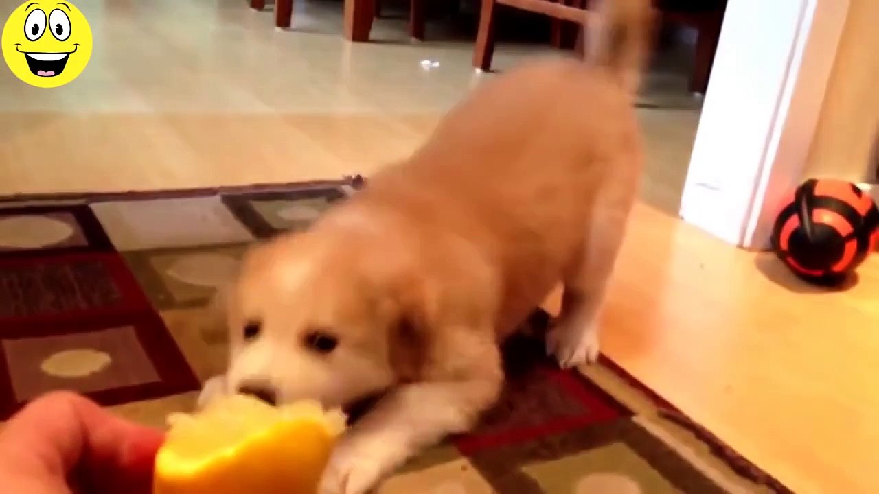 Best Funny Videos - Funny Cats and Dogs vs Lemons - Funny Animal Compilation