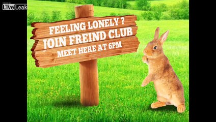 TOSSER BOOKS - Peter the Lonely Bunny