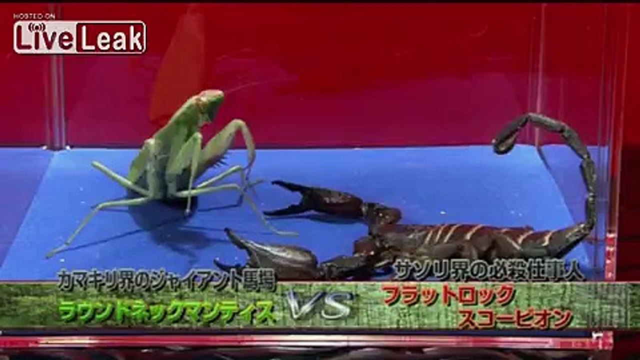 Shield Mantis VS Flat Rock Scorpion