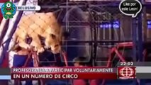 Lion Attacks Teacher During a Circus, 16 August 2014 | RAW VIDEO