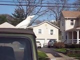 Cute Cockatoo Dancing on the Roof of a Jeep
