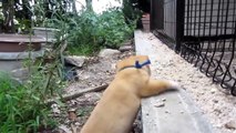 Puppies climbs the wall to meet his mom are locked up