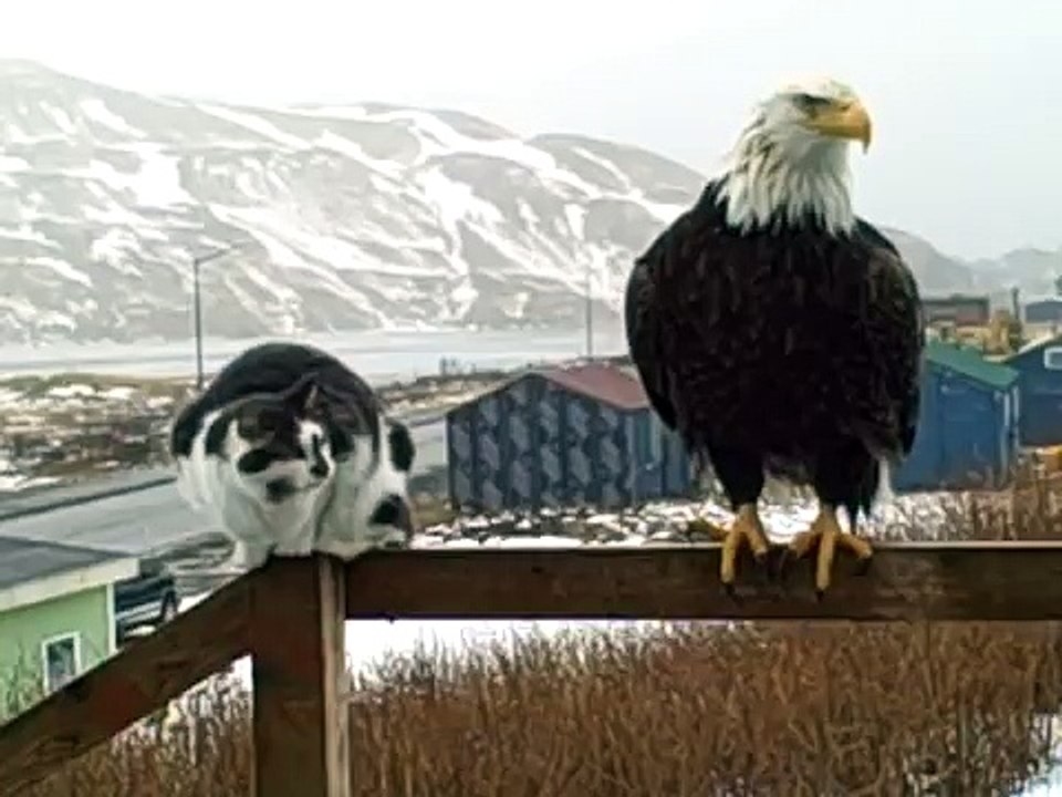 Cat Tells Bald Eagle to Bug Off