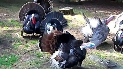 FSA ISIS Beheaders Dancing