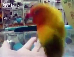 Bird makes sex noises