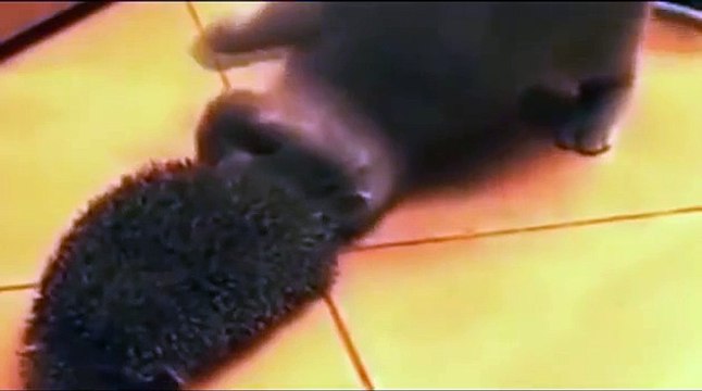 Как кот реагирует на ёжика, ржака дня))