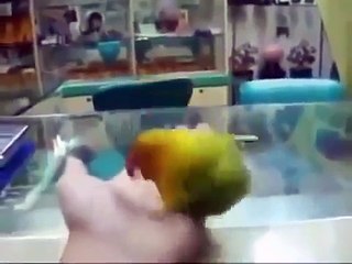 Parrot seen enough porn xD