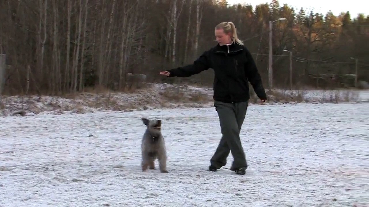 Dancing dog