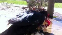 Muscovy duck rapes a Rooster