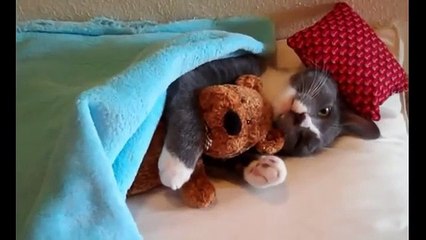 En Komik Kedi Videoları