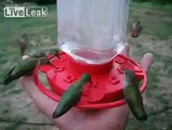 Hummingbirds - Lots of....