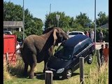 O!!!!NO  Elephant-Attack-CircusAnimal-Lifts--Off-The- CAR-in Ground