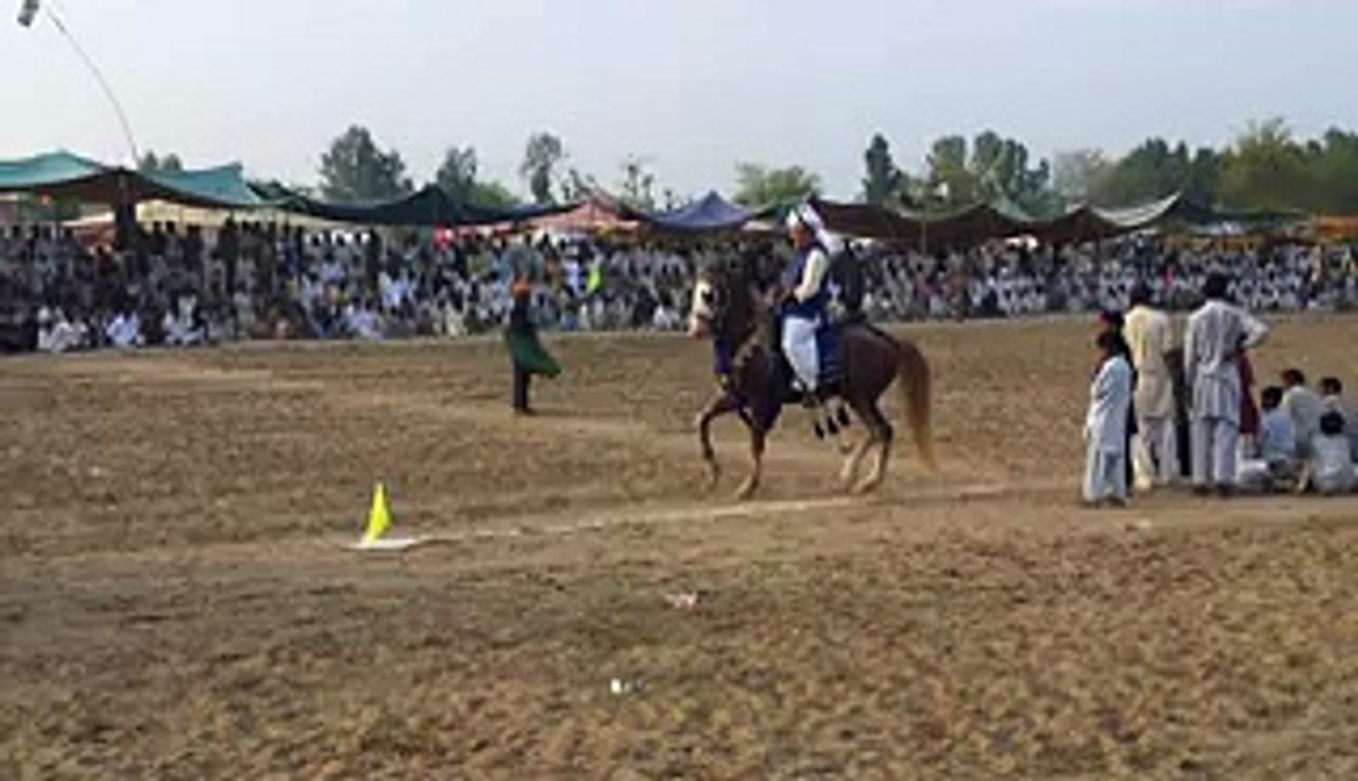 Punjab horse dancing very beautiful horse