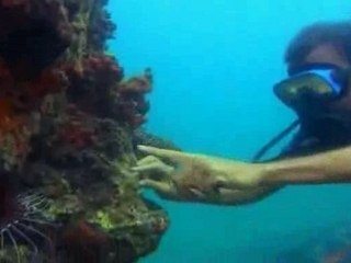 faune marine de Madagascar - antoine