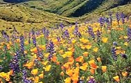Arizona Highways Wildflowers [Full Episode]