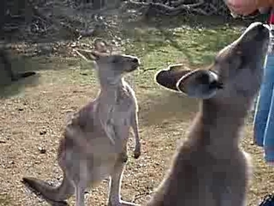 kangourous australia