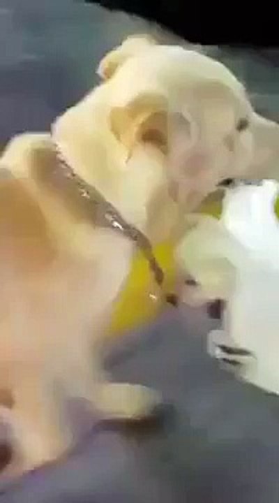 Mother Dog Carries Baby Puppy in Plastic Bag