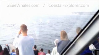 Orcas Attacking Baby Gray Whale, Long Beach California