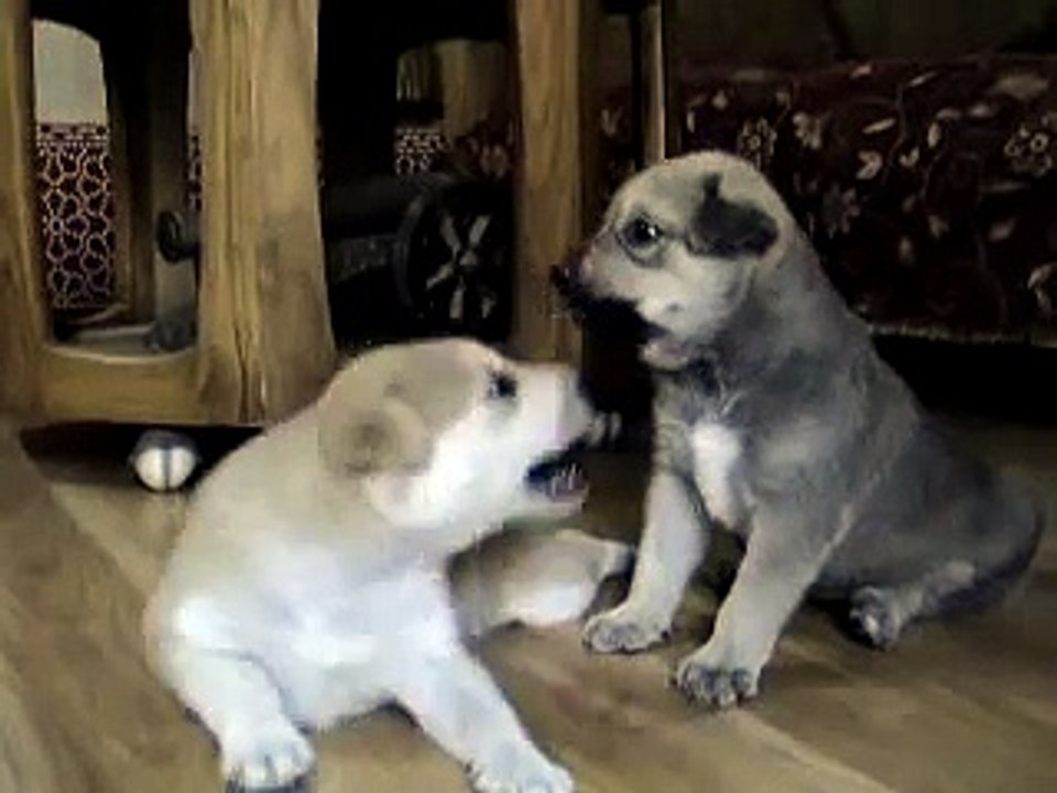 Indian Pariah Dog Puppies