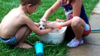 Bathing the puppy