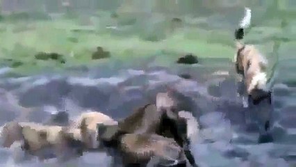 Botswana Wild Dogs vs Hyena Animal Fight National Geographic Wild & Discovery Channe
