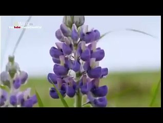 Wild Alaska - National Geographic Documentary HD 2/3