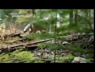 Wild Alaska -  National Geographic Documentary HD 1/3