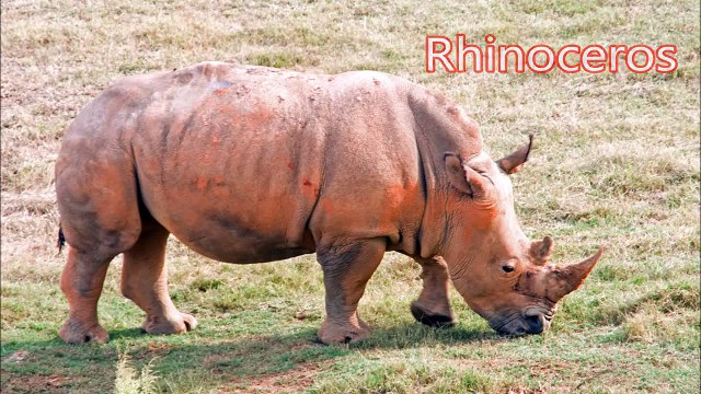 Rhinoceros Animals for Children Kids Videos Kindergarten Preschool Learning Toddlers Sounds Songs