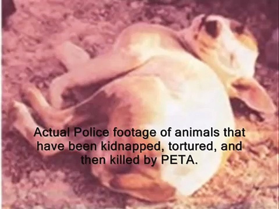 animal rights groups at work