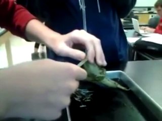 Dissecting a Frog