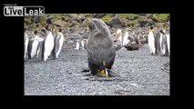 Antarctic Seals Are Sexually Abusing King Penguins